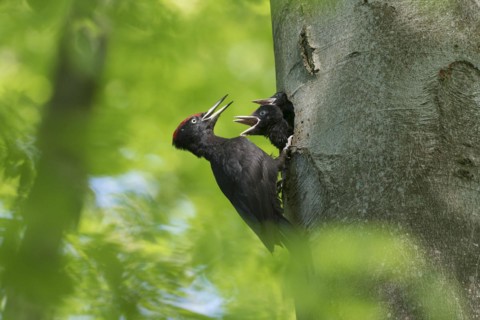 Black woodpecker