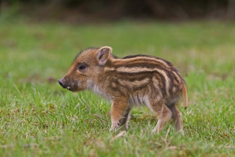 Wild boar