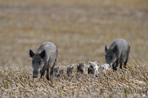 Wild boars