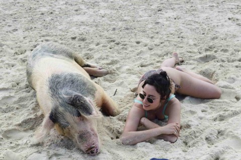 Tourist posing with swimming pig at Big Major Cay