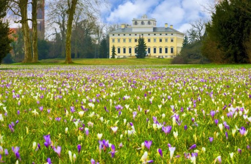 Crocus meadow