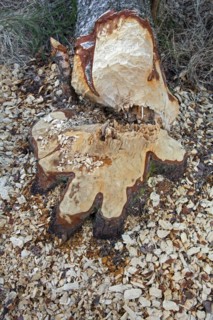 Wood chips and teeth marks on tree felled by Eurasian beaver