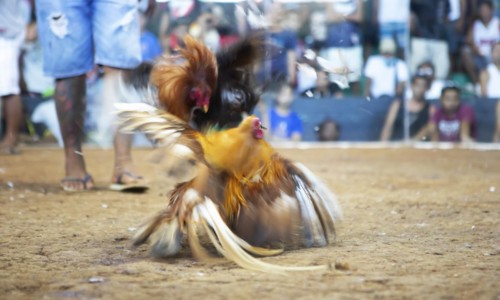 Cockfight
