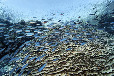 Acropora coral