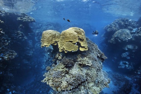 Diver looking at dome coral