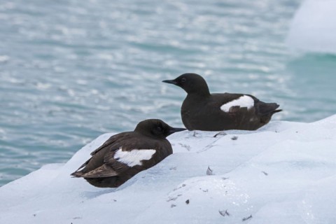 Two black guillemots