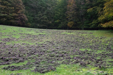 Ruined grassland at forest edge