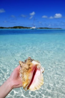 Conch Shell on Shroud Cay