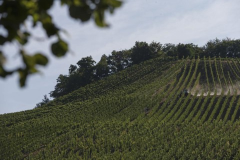 A tractor driving through a vineyard in Eberstadt on 15.07.2022.