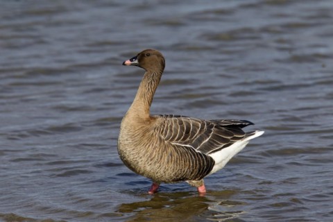 Pink-footed goose