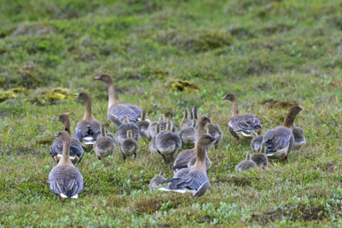 Pink-footed goose