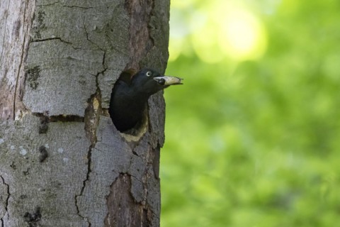 Black woodpecker