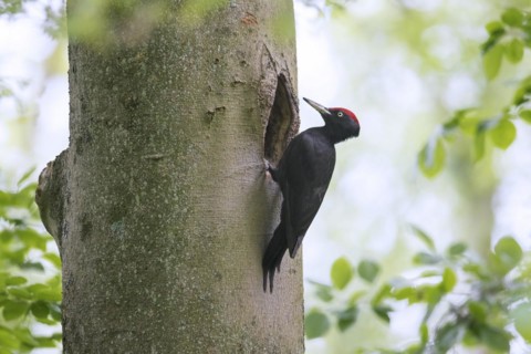 Black woodpecker
