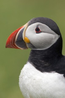 Atlantic puffin