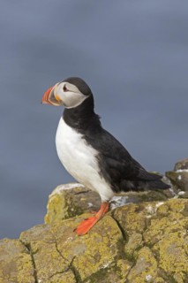 Atlantic puffin