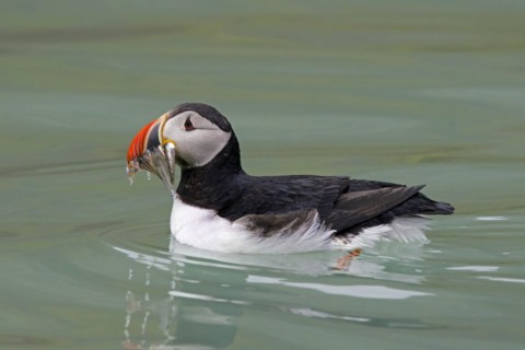 Atlantic puffin