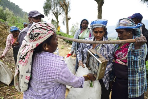 Tea pickers weighing tea at the collection point