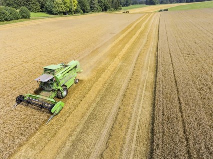 Grain harvest