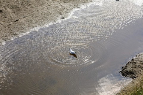Black-headed gull takes a bath in a tidal flat