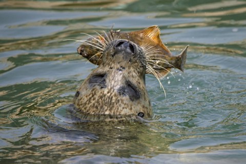 Close-up of common seal