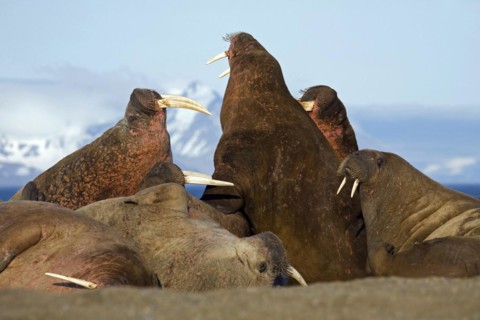 Walruses