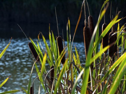 Lesser bulrush