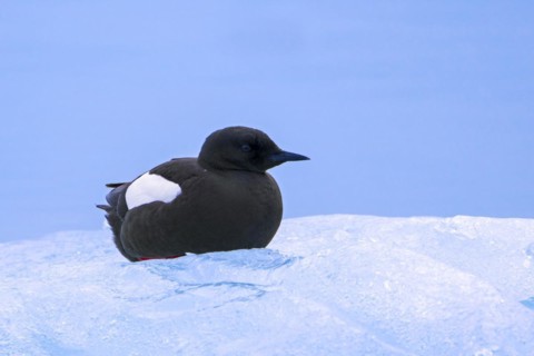 Black guillemot