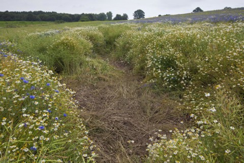 Field rooted up by Wild Boars