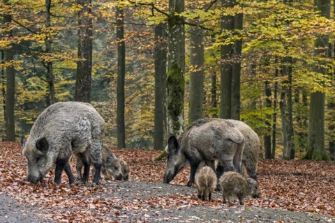 Wild boar