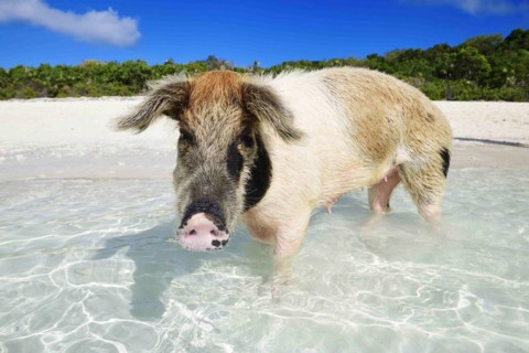 Swimming Pig