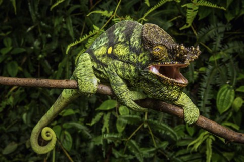 A male parson chameleon