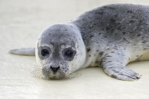 Orphaned common seal