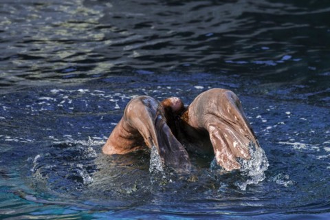 Walrus