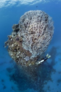 Diver looking at fifteen-metre high coral tower made of various species of stony coral