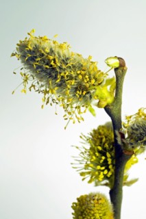 Flowering willow