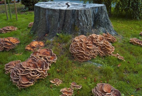 Colony of tree fungi Herber Knaeuling