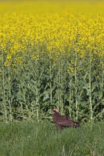 Western marsh harrier