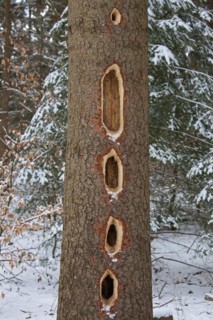 Black woodpecker