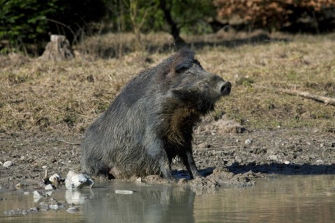 Wild boar