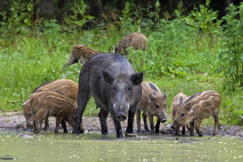 Wild boar