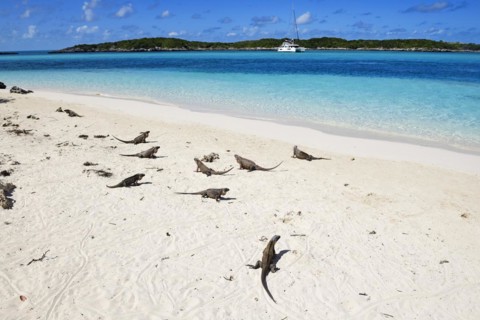 Rock Iguanas
