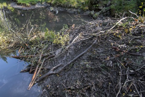 Detail of beaver