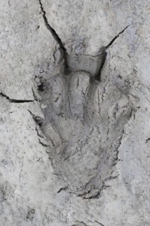 Eurasian beaver