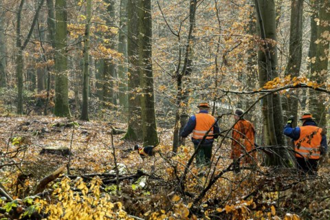 Driven hunt by hunters and beaters in Schoenbuch nature park Park