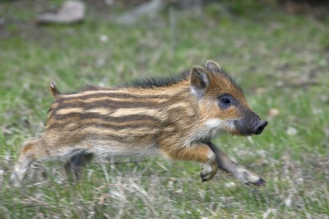 Wild boar