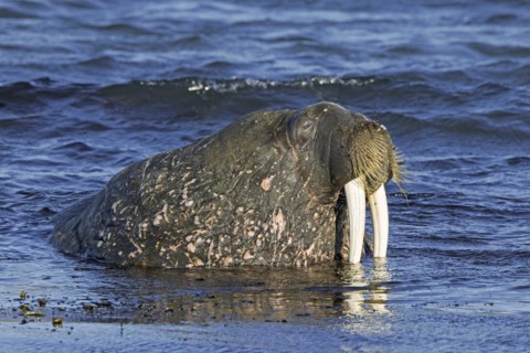 Walrus