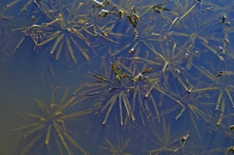 Water soldiers