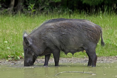 Wild boar
