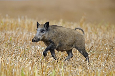 Solitary wild boar