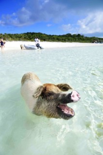 Swimming Pigs